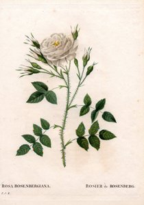Rose de Rosenberg, Rosa francofurtana variété, Rosier de Rosenberg. Gravure au pointillé en couleur de Pierre Joseph Redouté « Les Roses », Paris - Pierre Joseph Redouté