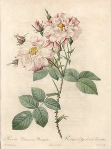Rosier de Damas, variété York et Lancaster - Eau-forte de Bessin, d