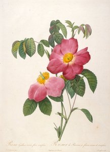 Rosier de Provinsi, de La Couronne de roses, 1817-1824 - Pierre Joseph Redouté