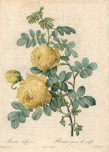 Rosier des Turcs - Eau forte de Langlois, d