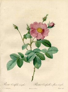 Rosier cent feuilles avec fleurs simples - Eau-forte de Chapuy, d