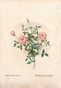 Rose Rouletii