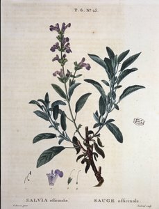Sauge officinale - dans "Nouveau Duhamel ou traité des arbres et arbustes cultivés en France", dessins de P.J. Redouté et P. Bessa, Paris - Pierre Joseph Redouté