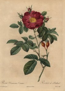 Rose damas écarlate, Rosa damascena - Pierre Joseph Redouté