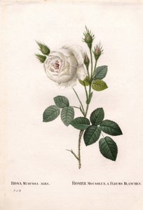 Rose mousseuse blanche de Shailer, Rosa centifolia var. alba-muscosa, Rose étincelante aux fleurs blanches. Gravure en taille-douce en couleur de Pierre Joseph Redouté, « Les Roses », Paris - Pierre Joseph Redouté
