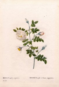 Rose à fleurs argentées, Rosa tomentosa variété, Rose rose à fleurs argentées. Gravure en taille-douce coloriée à la main de Pierre Joseph Redouté « Les Roses », Paris - Pierre Joseph Redouté