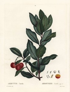 Arbousier, Arbutus unedo. Gravure en manière noire colorée à la main d