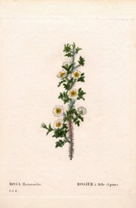 Rose à mille épines, Rose myriacantha, Rose à mille épines. Gravure au pointillé en couleur de Pierre Joseph Redouté « Les Roses », Paris - Pierre Joseph Redouté