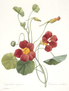 Tropaeolum majus (Capucine), 1827