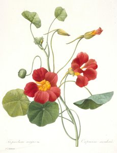 Tropaeolum majus Capucine