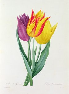 Tulipa Gesneriana - Pierre Joseph Redouté