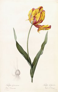 Tulipa Gesneriana - Tulipe des Jardins - Pierre Joseph Redouté
