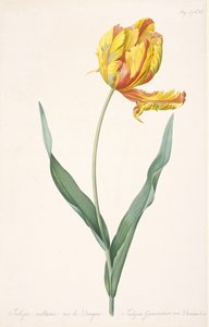 Tulipa Gesneriana var. Dracontia Tulipe perroquet, 1816