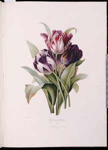 Tulipes, de "Une belle série de bouquets floraux" - Pierre Joseph Redouté