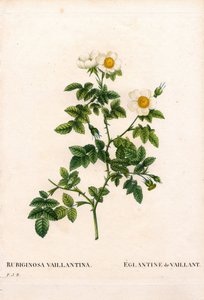Rose églantine de Vaillant, Rosa rubiginosa variété, L