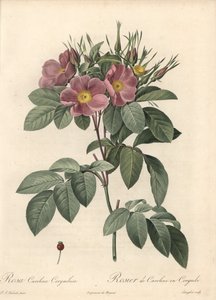 Rosier de Virginie, fleurs sombres - Eau-forte de Langlois, d