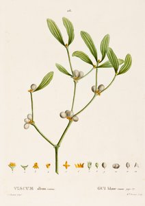 Viscum album L. Gui, vers 1800-1830