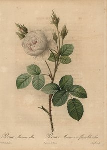 Rose blanche, Rosa muscosa alba