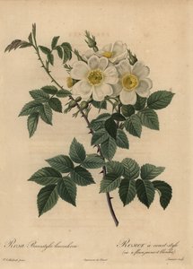 Églantier blanc, Rosa stylosa - Pierre Joseph Redouté