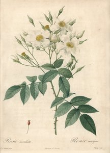Fleurs blanches musquées - Eau-forte de Chapuy, d