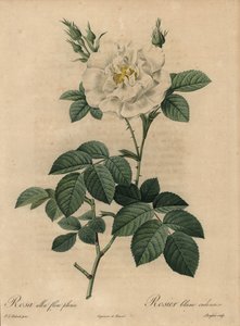 Rose blanche, Rosa alba flore pleno, Rosier blanc ordinaire - Pierre Joseph Redouté
