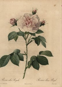 Rose hybride royale blanche, Rosa alba - Pierre Joseph Redouté