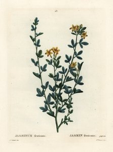 Jasmin sauvage ou jaune, Jasminum fruticans. Gravure en manière de crayon par Miss Brenet d