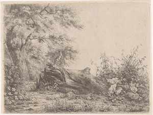 Arbre tombé au bord de la forêt