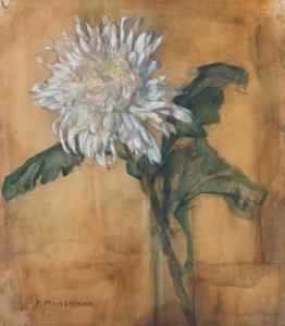 Chrysanthème