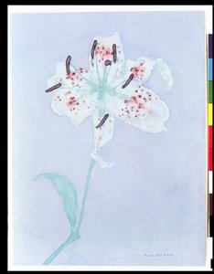 Lys, après 1921 - Piet Mondrian
