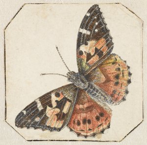 Vanesse du chardon (Vanessa cardui) - Pieter Barbiers (possibly)