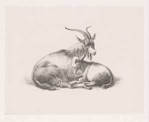 Bouquetin et une chèvre - Pieter Bartholomeusz. Barbiers