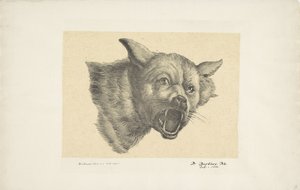 Tête de loup ou de chien - Pieter Bartholomeusz. Barbiers