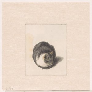 Chat assis, vu de face - Pieter Bartholomeusz. Barbiers