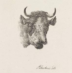 Tête de taureau - Pieter Bartholomeusz. Barbiers