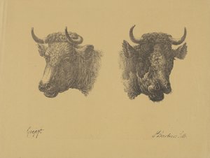Deux têtes de taureaux - Pieter Bartholomeusz. Barbiers