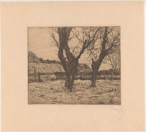 Saules têtards dans un pré