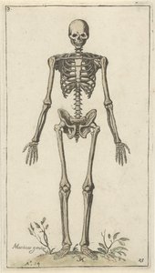 Squelette masculin, vu de face - Pieter Feddes van Harlingen