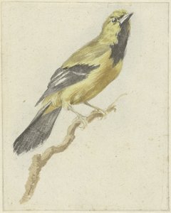 Oriole jaune (Icterus nigrogularis)