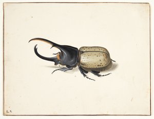 Un scarabée Hercule (dynastes hercules) - Pieter Holsteijn
