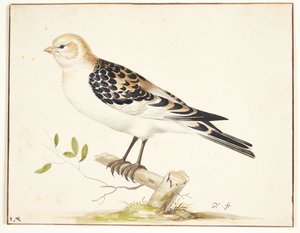 Un bruant des neiges (plectrophenax nivalis) - Pieter Holsteijn