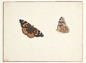 Deux études d