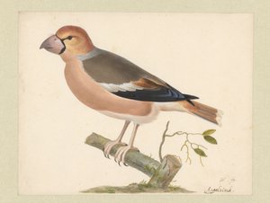 Gros-bec casse-noyaux - Pieter Holsteyn (I)