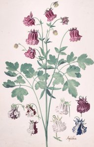 Une columbine ou bonnet de grand-mère..., avec études supplémentaires de fleurs, milieu-fin du XVIIe siècle