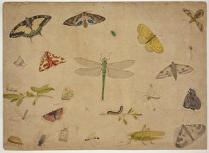 26 insectes - Pieter I Holsteijn