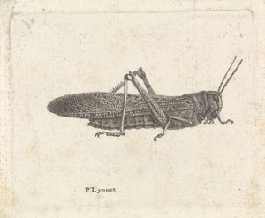 Sauterelle - Pieter Lyonet