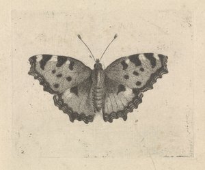 Papillon - Pieter Lyonet
