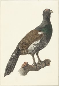 Grand tétras - Pieter Pietersz. Barbiers