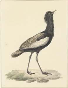 Outarde houbaropsis bengalensis - Pieter Pietersz. Barbiers
