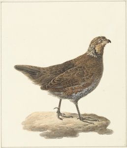 Colin de Virginie (Colinus virginianus)